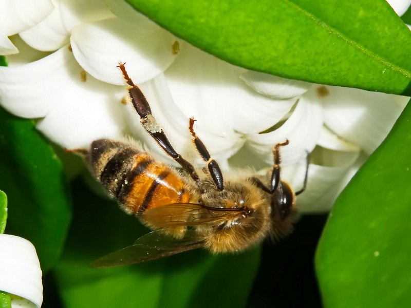 Bee